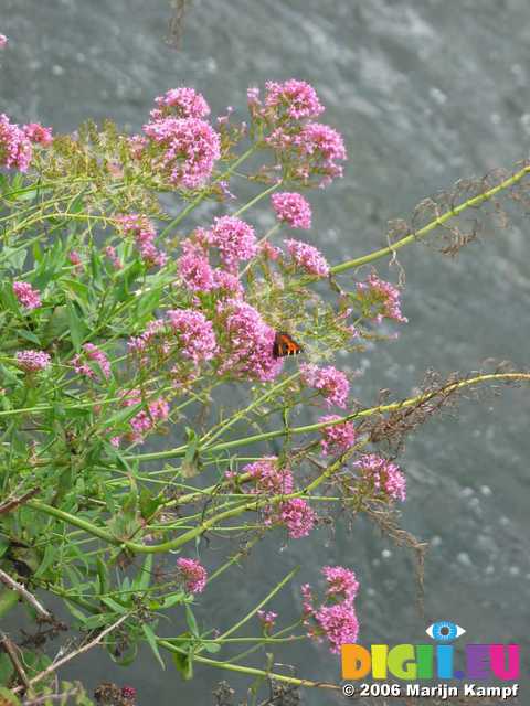 19053 Butterfly on flowers